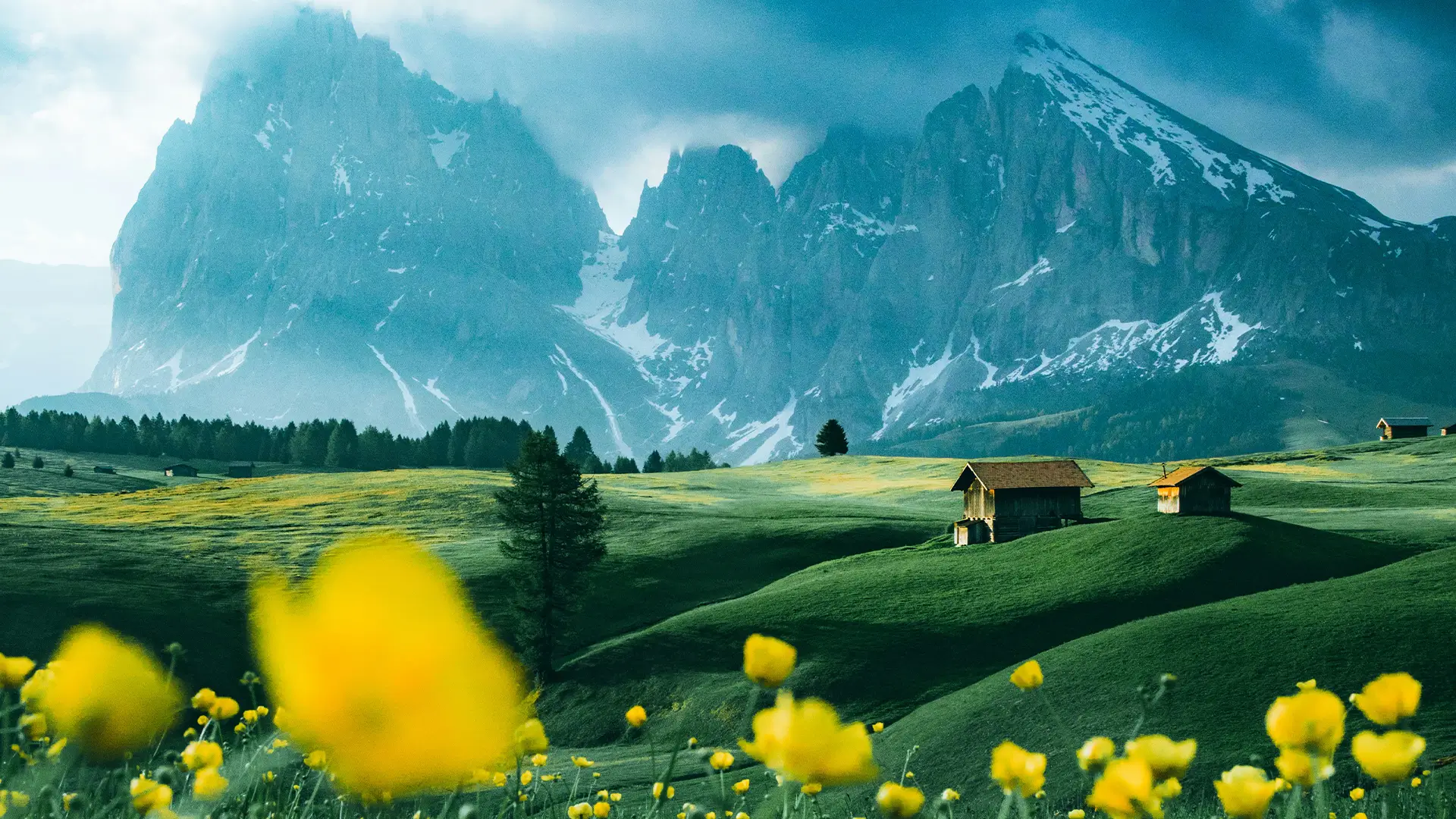 Yellow flower field near mountain under blue sky